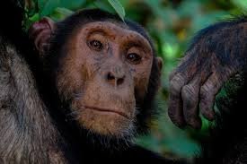 Sud-Kivu/Environnement : Possible vente de 12 chimpanzés du Centre de Réhabilitation des Primates de Lwiro (CRPL) par l&rsquo;ICCN, les faîtières de la société civile lancent un SOS
