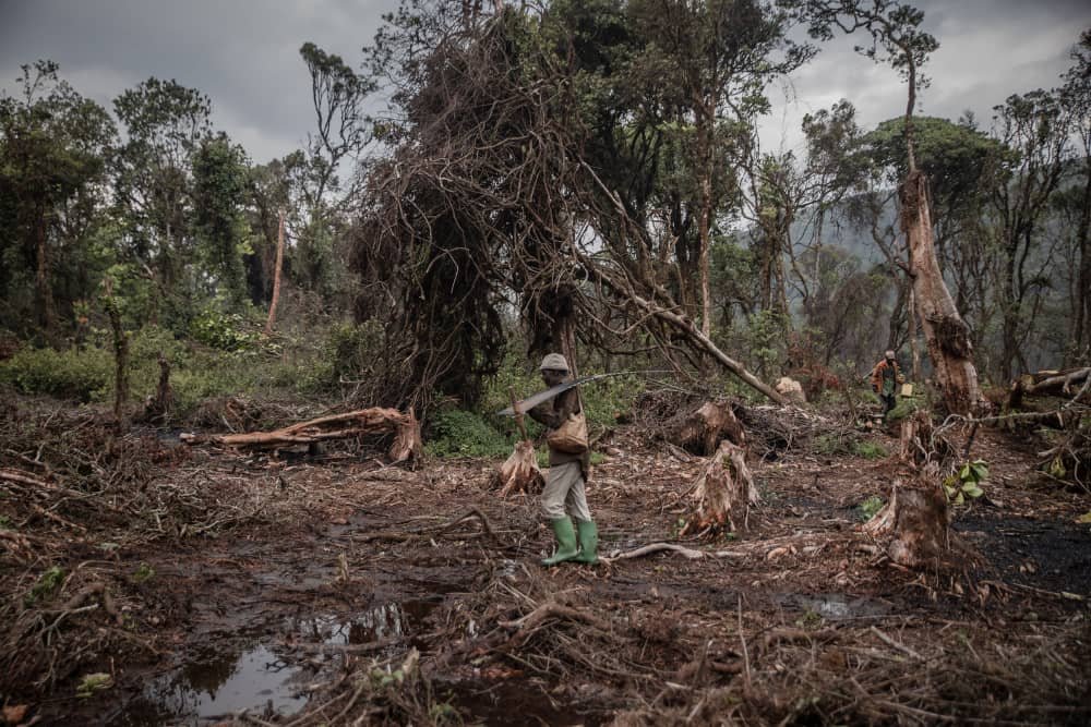 Environnement : disparition de 10 millions d&rsquo;hectares chaque année, les forêts subissent des menaces extrêmes au niveau mondial
