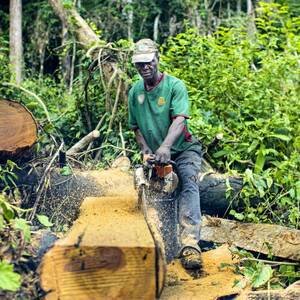 Environnement : disparition de 10 millions d’hectares chaque année, les forêts subissent des menaces extrêmes au niveau mondial