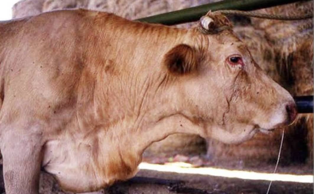 Walungu : une maladie de la fièvre aphteuse frappe les bovins à Kamanyola