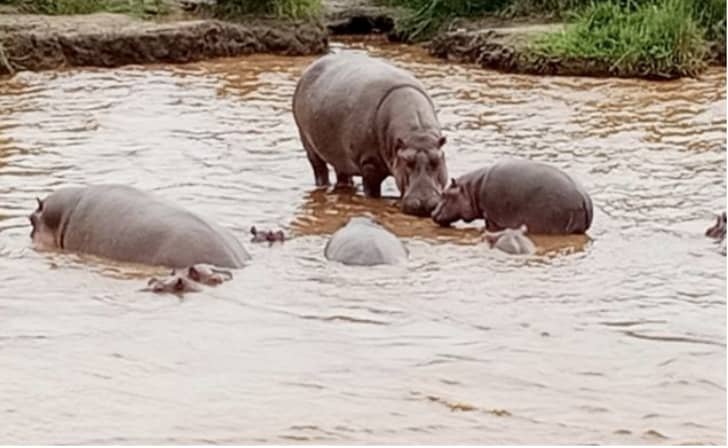 Plaine de Ruzizi: Des hippopotames de la Ruzizi ravagent des champs dans la concession Kaboya