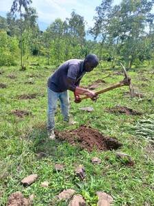 Kamanyola /Environnement : la plateforme DIOBAS lance une vaste campagne de reboisement pour la restauration des écosystèmes autour de la rivière Ruzizi et lutter contre les effets des changements climatiques