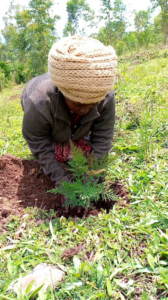 Environnement : L’arbre, une richesse naturelle à sauvegarder pour les générations futures.
