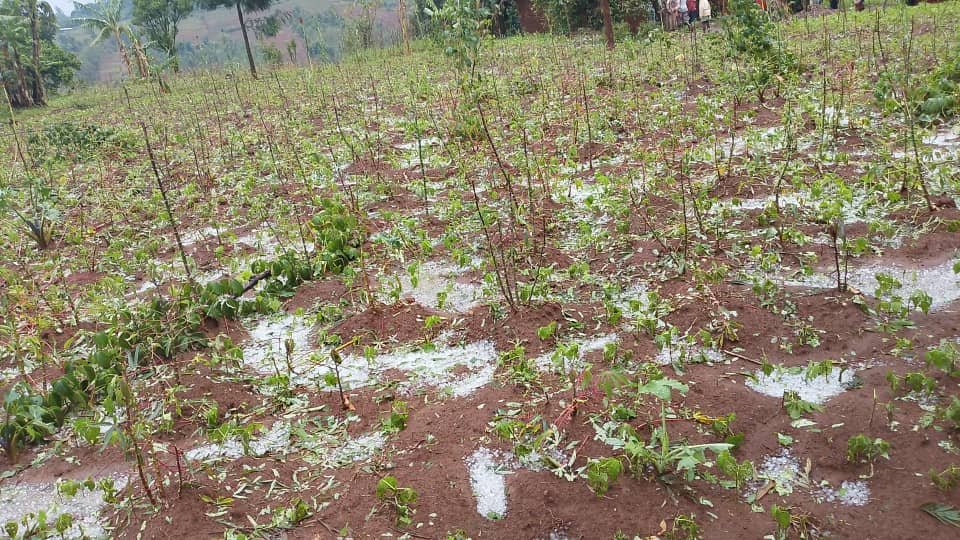 Kabare : de fortes pluies dévastent les champs dans plusieurs groupements