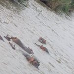 Plaine de la Ruzizi : Les agriculteurs appelés à préserver les couloirs de passage des hippopotames