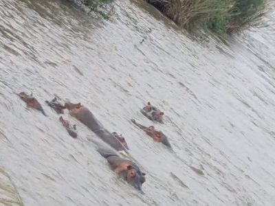 Plaine de la Ruzizi : Les agriculteurs appelés à préserver les couloirs de passage des hippopotames