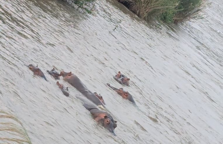 Plaine de la Ruzizi : Les agriculteurs appelés à préserver les couloirs de passage des hippopotames