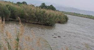 Plaine de la Ruzizi : Les agriculteurs appelés à préserver les couloirs de passage des hippopotames